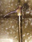 walking sticks